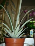 ananas3.JPG