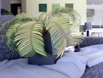 photo de mon &quot;palmier&quot; malade