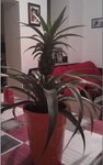 plante anana.JPG