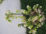 IMG_0795.JPG