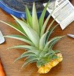 med-plantation-ananas-1-visoflora-3092.jpg