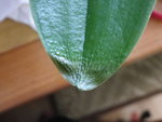 la feuille est toute sèche au bout et transparente.