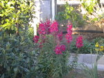 DSCN2017.JPG