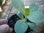 DSCN2029.JPG