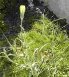 fleur jaune
