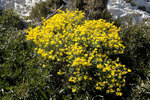 N° 1,fleurs jaunes