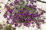 N°2 fleurs violettes