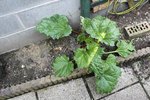 rhubarbe