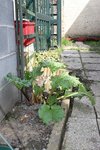 rhubarbe