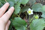 mes fraisiers en fleurs au 1er avril ( non non ce n'est pas une blague!)