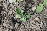 petit pois grimpant
