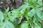 bouton de pivoine! celui la fleurira pour la premiere année