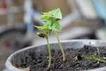 la surprise de l'année ! un cerisier qui a poussé dans le tas de compost! je laisse pousser pour l'expérience!