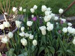 Tulipes Exotic Emperor, malades l'année passée, bien jolies cette année