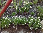 Des muscaris blancs en quantité