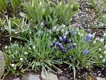 Des Muscari Valerie Finnis, Blue Spike &amp; Latifolium