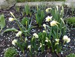 Les narcisses qui sont petites à cause de la chaleur d'un coup et du fait que je les ai plantée assez tardivement ... Donc je ne leur en tiens pas rigueur :D
