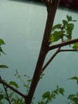 100_33351.jpg