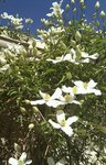 IMAG0686-1.jpg
