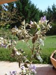 fleur violette.JPG