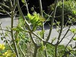 P4090184bis.JPG