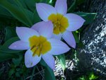 tulipes.jpg