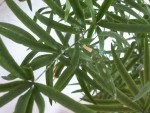 Substance blanche sur Asparagus