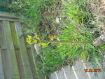DSCN7610.JPG