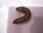DSCN2910.JPG