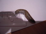 DSCN2918.JPG