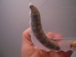 DSCN2921.JPG