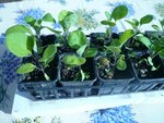 aubergines barbentane.jpg