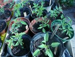 tomates début avril.jpg