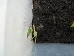 DSC03375.jpg