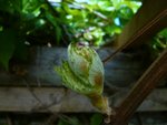 débourrement de la vigne.jpg