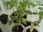 tomates01.jpg