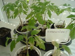 tomates02.jpg