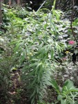 Une aster?