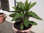 plante 003 [800x600].jpg