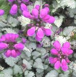 2011-04-12_11-44-16_522.jpg