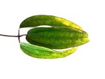 jasmin1.jpg
