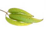 jasmin2.jpg