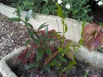 2011-04-11_11-52-00_383.jpg