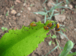 insecte2.gif