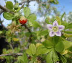 Copie de Djerba 25 10 2010 215.jpg