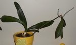 orchidée.jpg