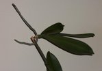 orchidée2.jpg