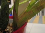 IMG_0287.JPG