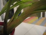 IMG_0289.JPG