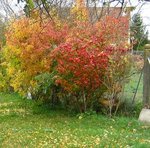 IMG_2032.jpg